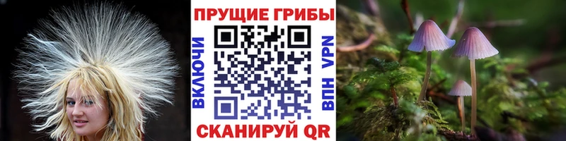 магазин продажи наркотиков  Облучье  Псилоцибиновые грибы ЛСД 